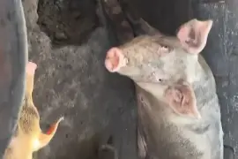Pigs