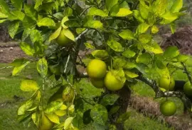 Oranges