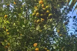Oranges 