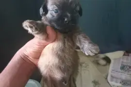 shitzu mixed with pomeranian pups (7)