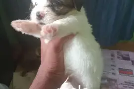 shitzu mixed with pomeranian pups (7)