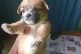 shitzu mixed with pomeranian pups (7)