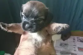 shitzu mixed with pomeranian pups (7)