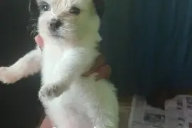 shitzu mixed with pomeranian pups (7)