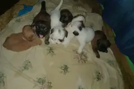 shitzu mixed with pomeranian pups (7)