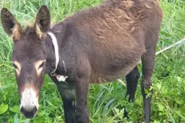 Muelroyal Donkey Cubby