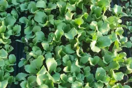 Cabbage, lettuce and tomatoes seedlings