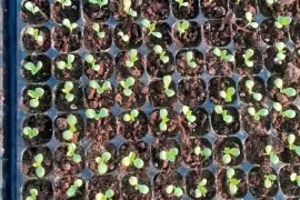 Cabbage, lettuce and tomatoes seedlings