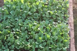 Cabbage, lettuce and tomatoes seedlings