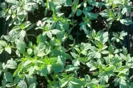 Cabbage, lettuce and tomatoes seedlings