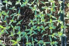 Cabbage, lettuce and tomatoes seedlings