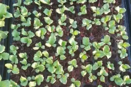 Cabbage, lettuce and tomatoes seedlings