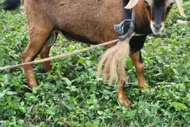 Nice graded buck and pregnant ewe