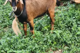 Nice graded buck and pregnant ewe