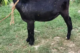 Nice graded buck and pregnant ewe