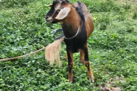 Nice graded buck and pregnant ewe