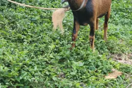 Nice graded buck and pregnant ewe