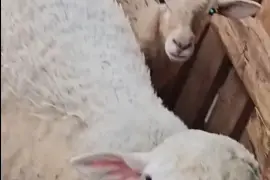 Dorper mix white male 150lb