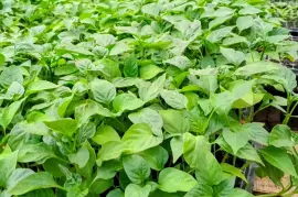 Dehli Tomato and californa wonder sweet pepper seedlings 