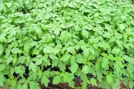 Dehli Tomato and californa wonder sweet pepper seedlings 