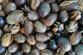Nut Megs Available In Large Quantities