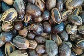 Nut Megs Available In Large Quantities