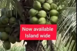Hybrid malayan dwarf coconut plants