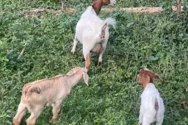 Goats for rehoming