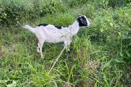 Goats for rehoming