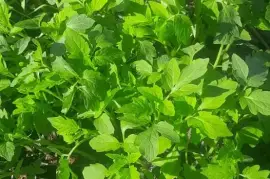 Ready tomato seedlings