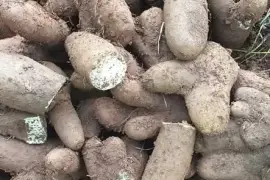 Yellow yam