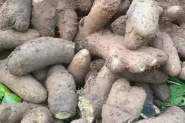 Yellow yam