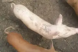 Pigs of all size