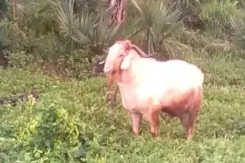 Ram goat