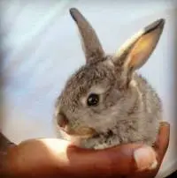 Tropics Rabbit Farm